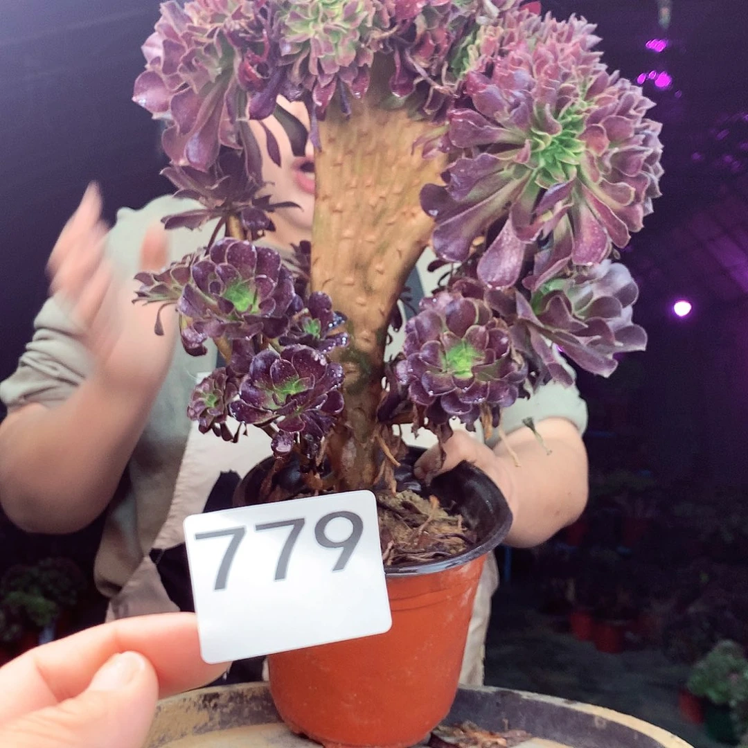 柒柒精品多肉脱土发货不包断侧枝779