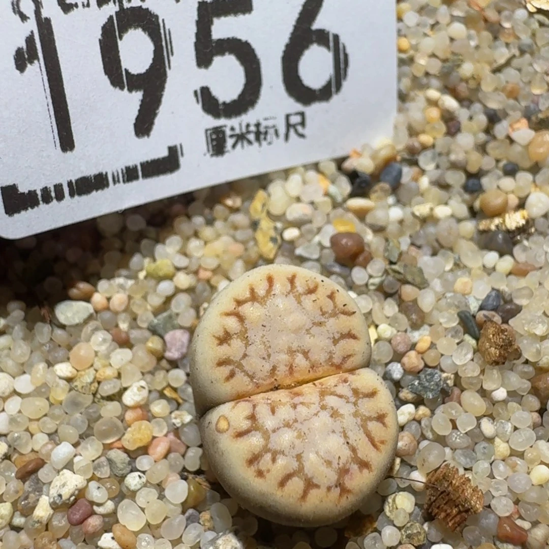 zzzz精品生石花1956