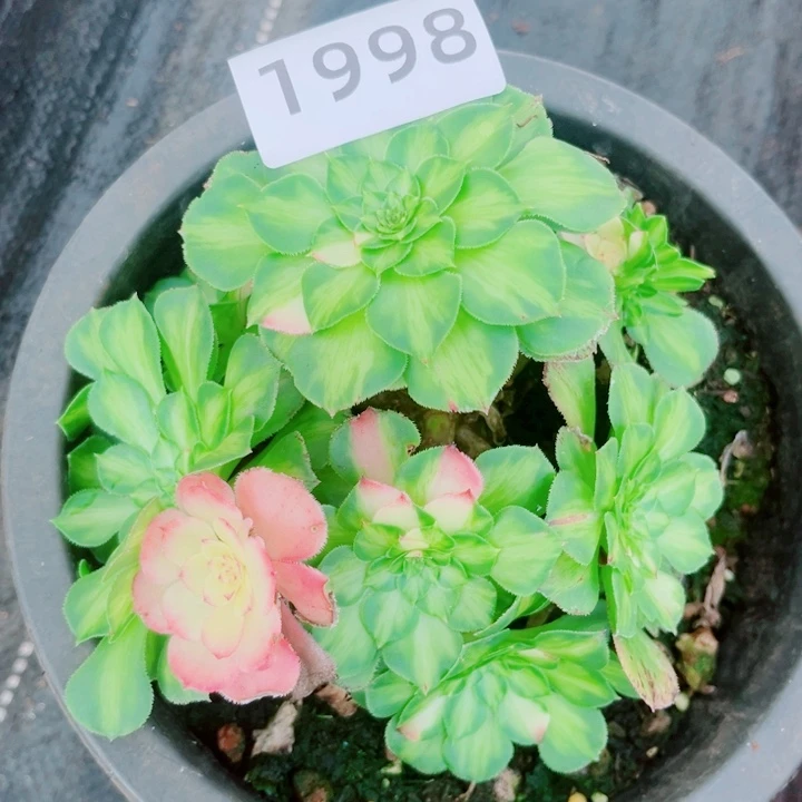 王***大知否不售后多肉发货