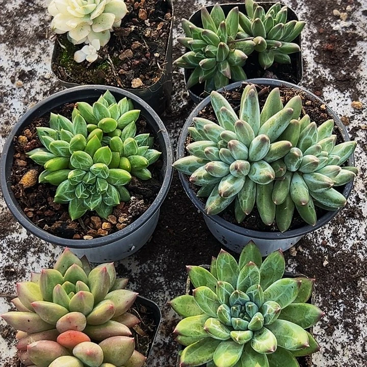 6颗美人系列多肉植物