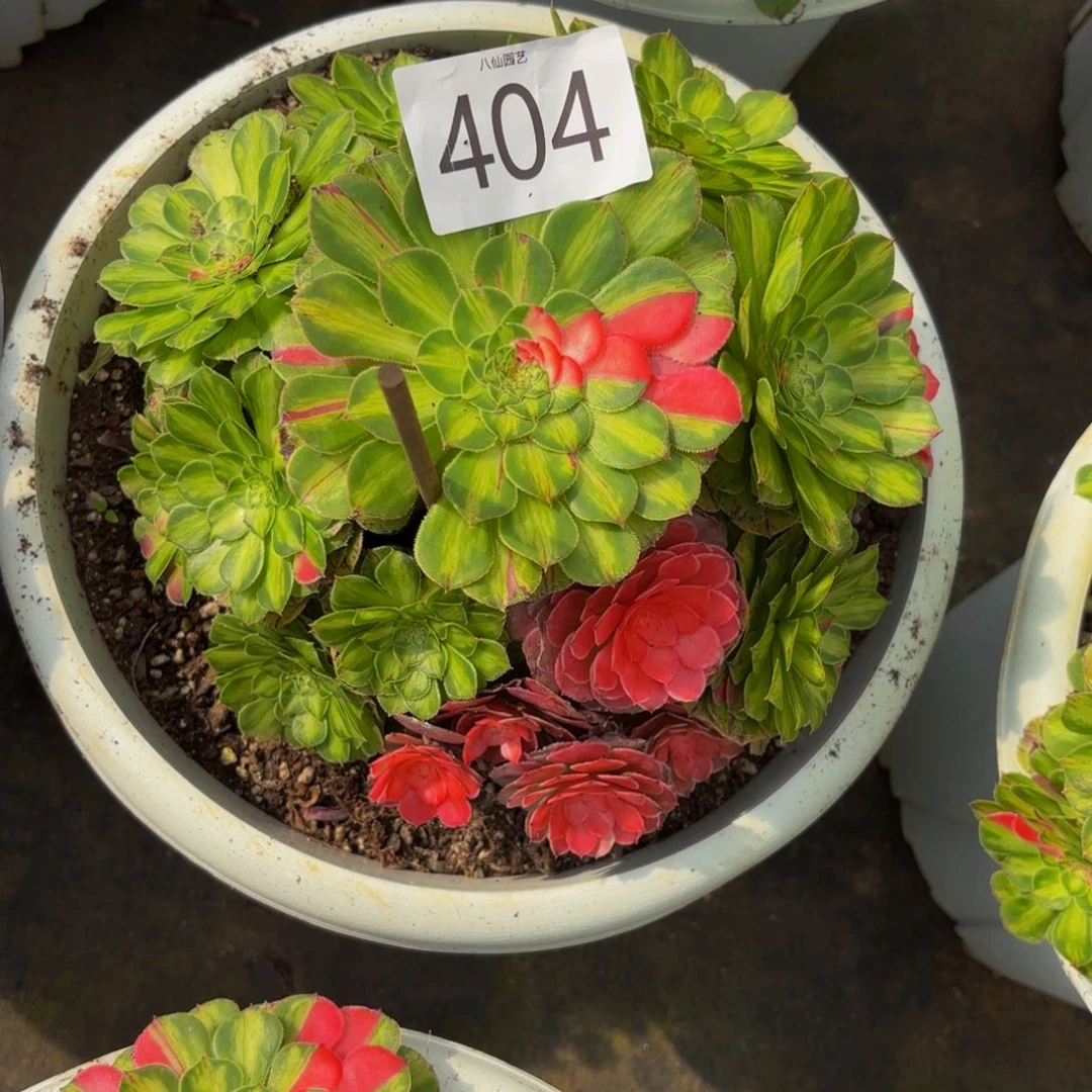 怕***头404多肉植物知否特价