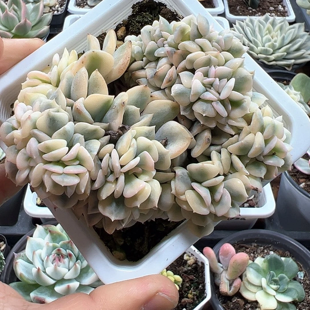 雪精灵锦缀化 一单包邮非偏远