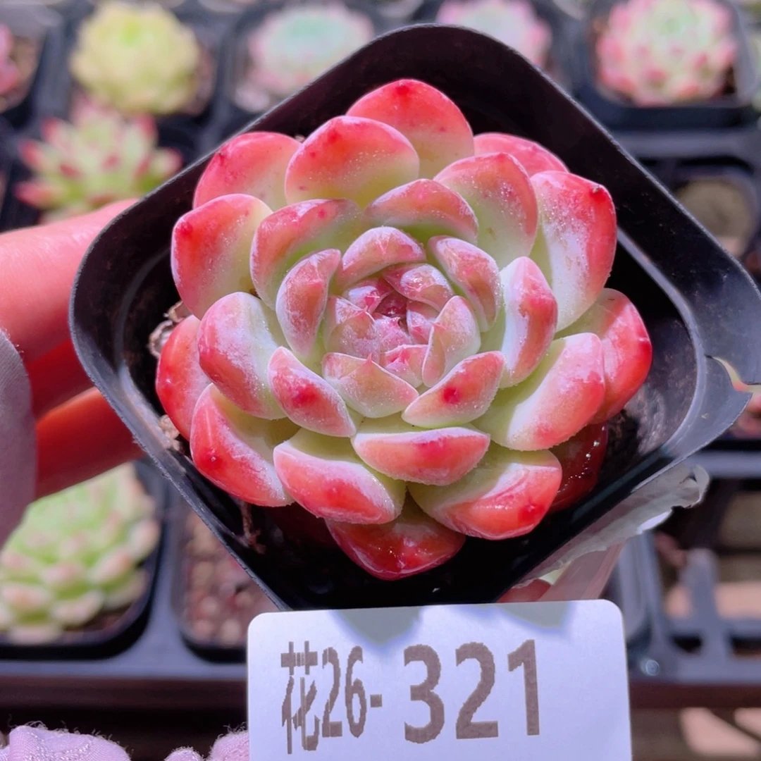 花利美26-321新品