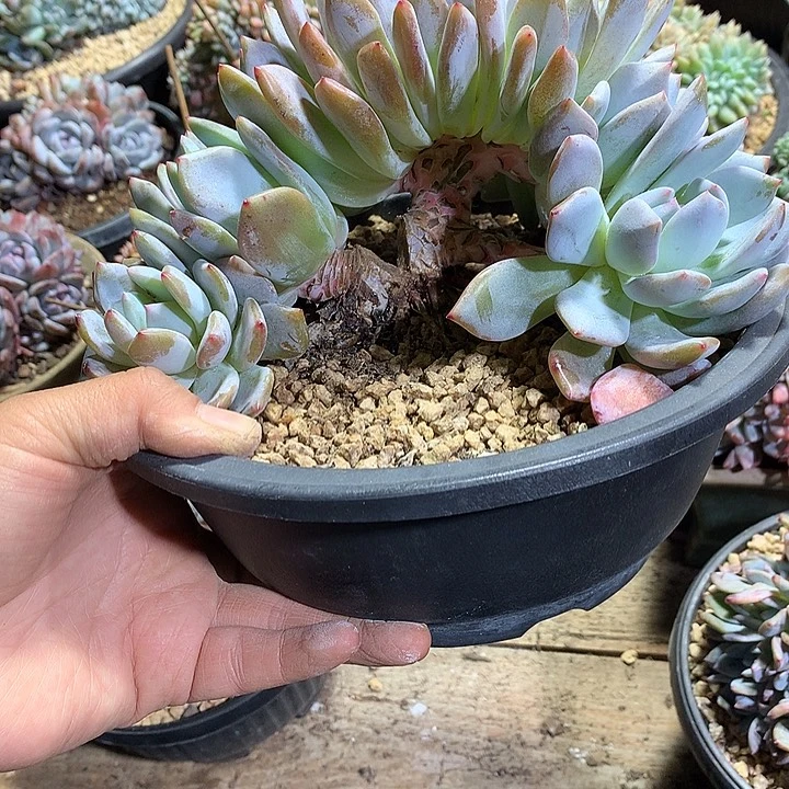 有瑕疵哈哈哈哈哈哈哈