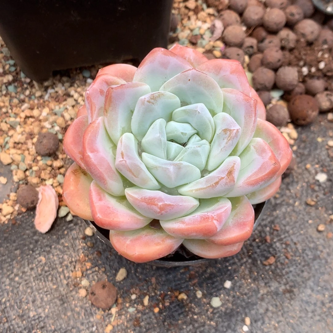 茗***荟中饰演过角色一角及配角表演