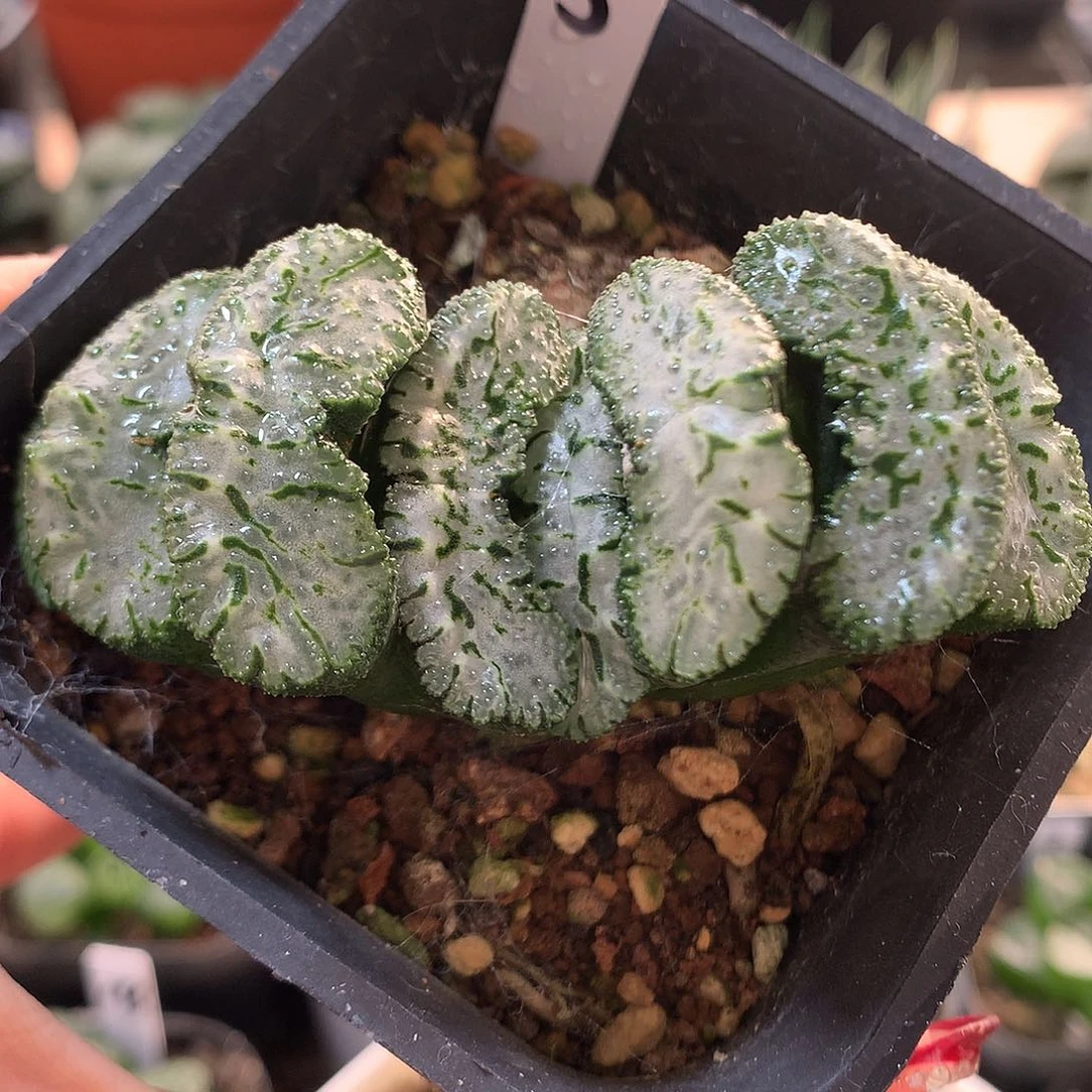 5号荒肌玉扇带盆土