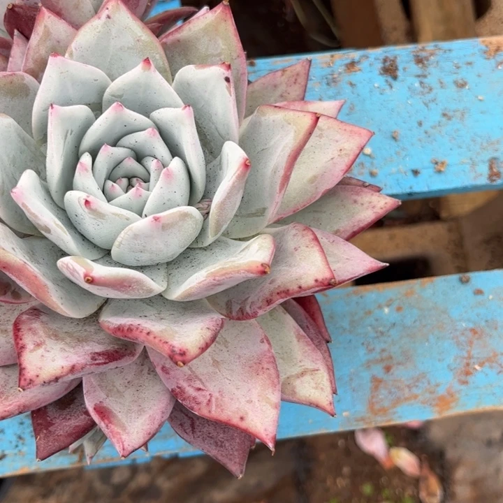 山***๑19/29/////////////