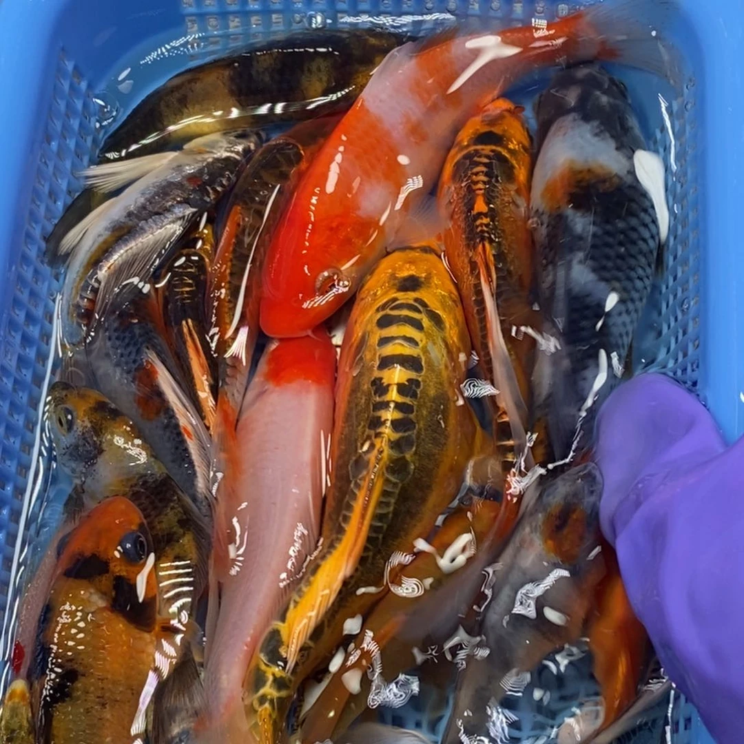 锦鲤冷水锦鲤包邮