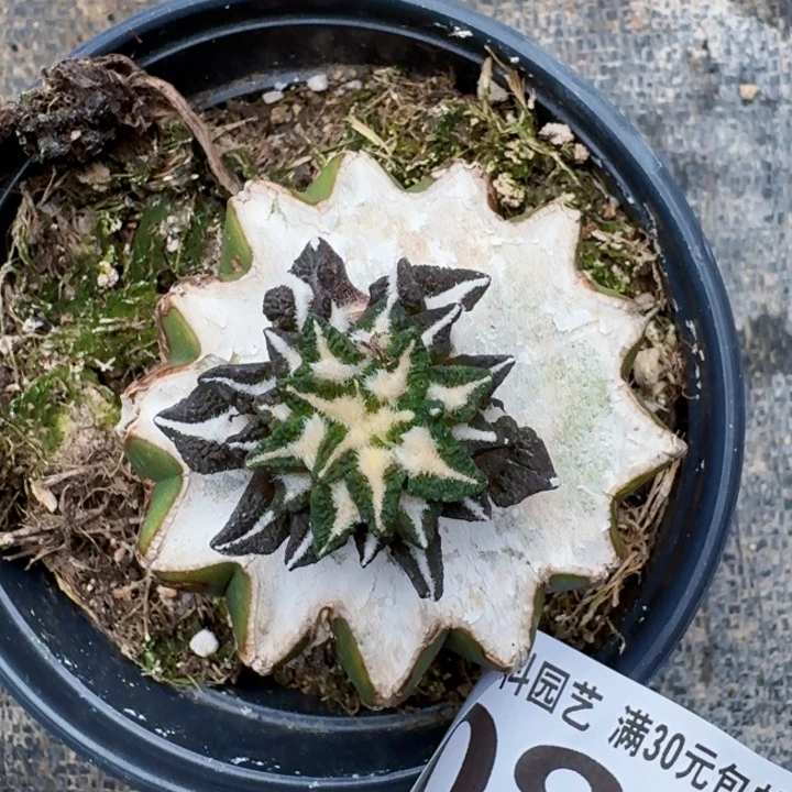 无花朵086艳肌黑牡丹西一