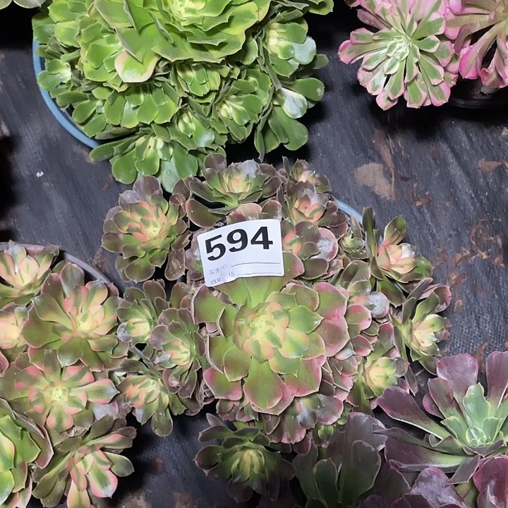 594亮了法师2-10花