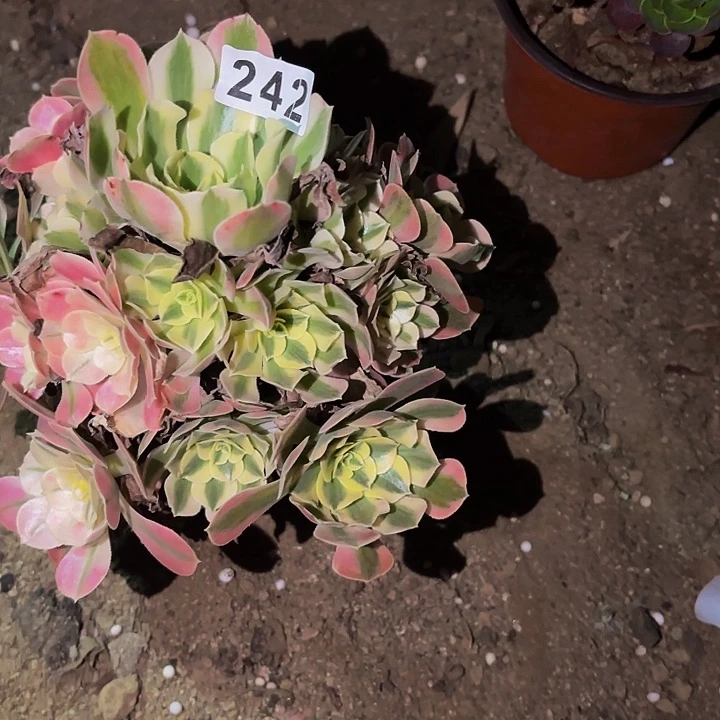 242女郎多肉植物不售后