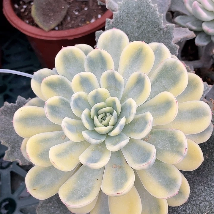 草莓冰锦。一物一拍锦龙15