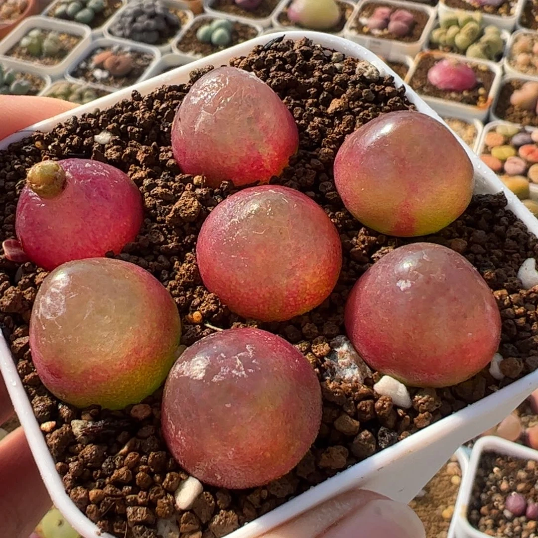 523多肉植物组合