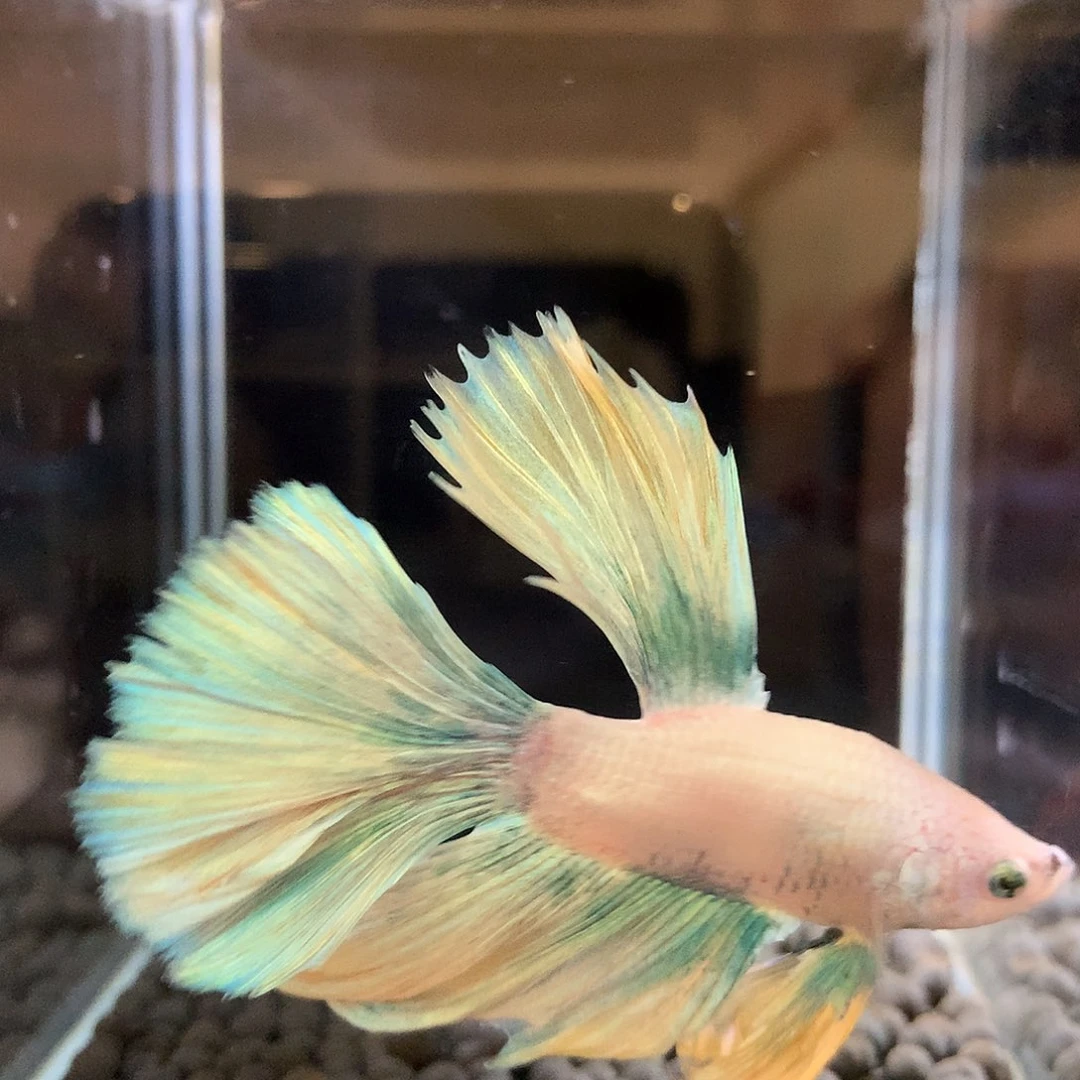 海水鱼七弟泰国斗鱼46