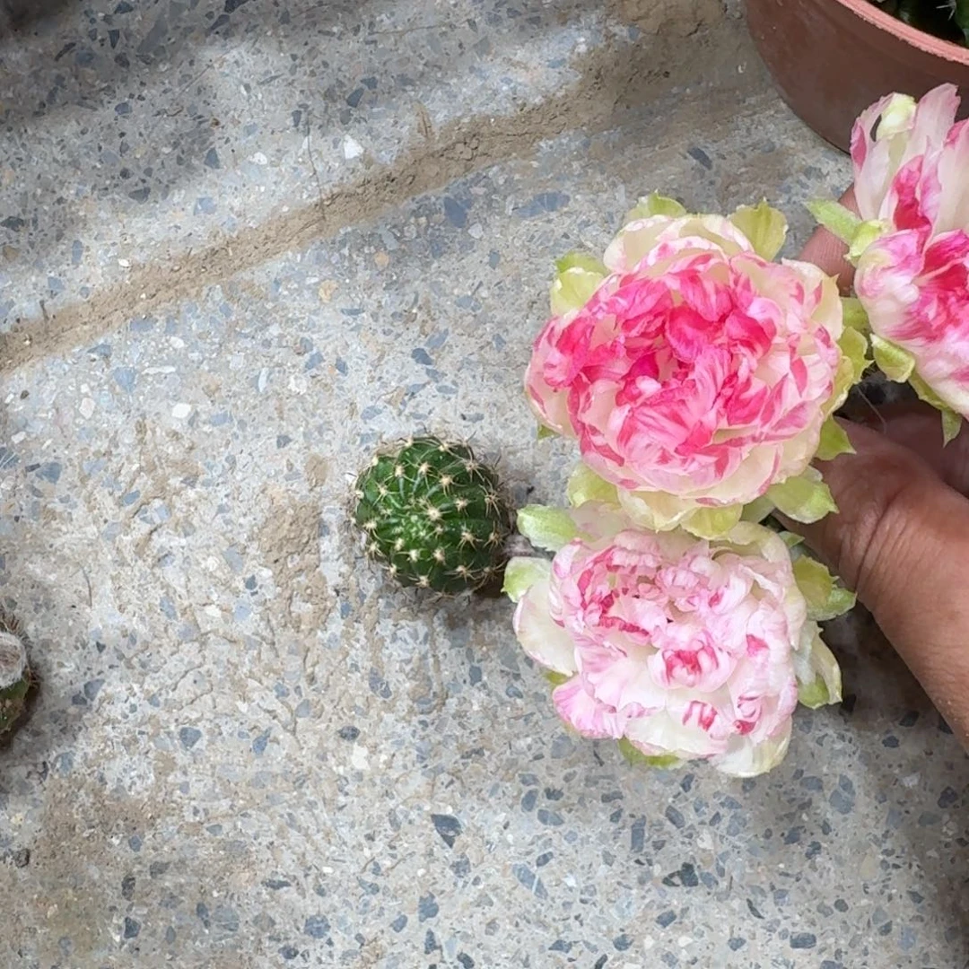 326丽花仙子歪3公分左右无根侧牙,20包邮