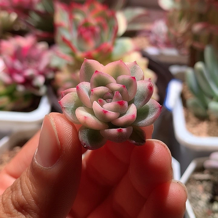 麦秆锦腹轮锦侧芽