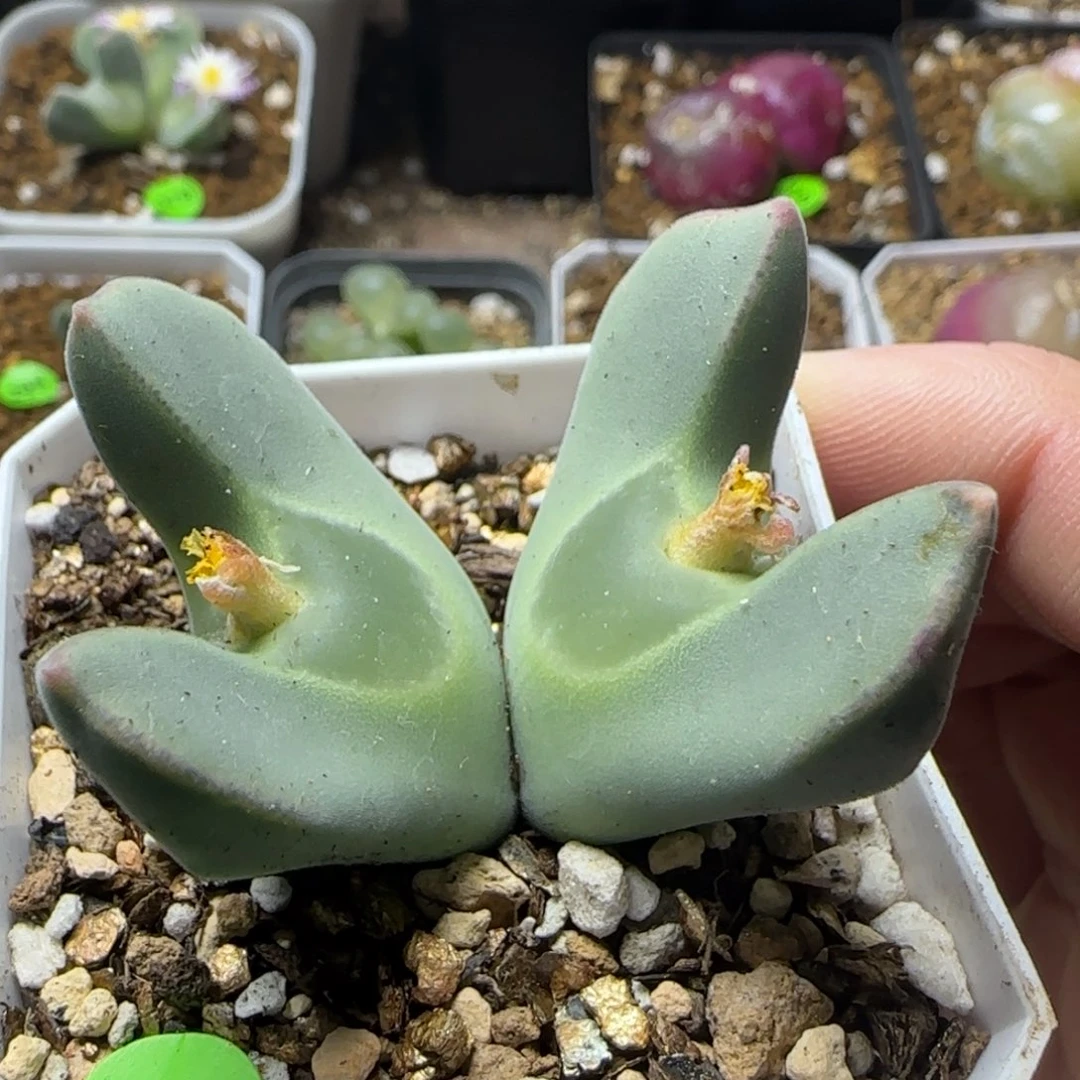 天使之翼大眼睛空蝉3.5cm557