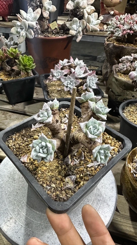 韩货流丹白豪苹果叶仙女杯