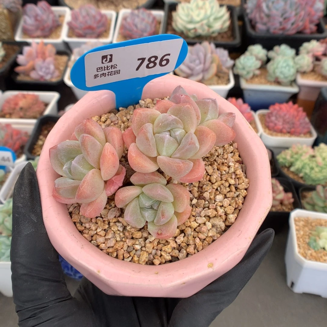 A***儿786 老桩粉冰玉多肉