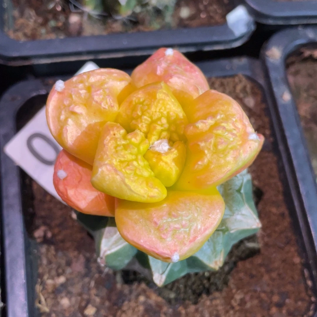 菜花牡丹锦004 仙人球