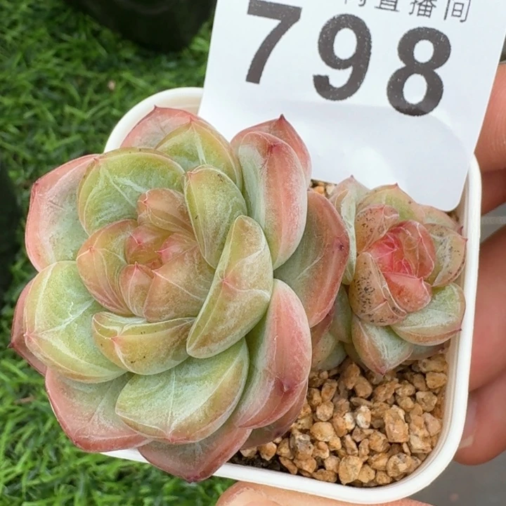 秃子甜心  开播福利多肉植物