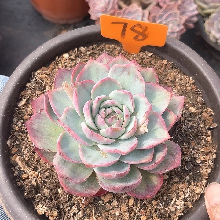 一物一拍，9.9包邮，惊鸿