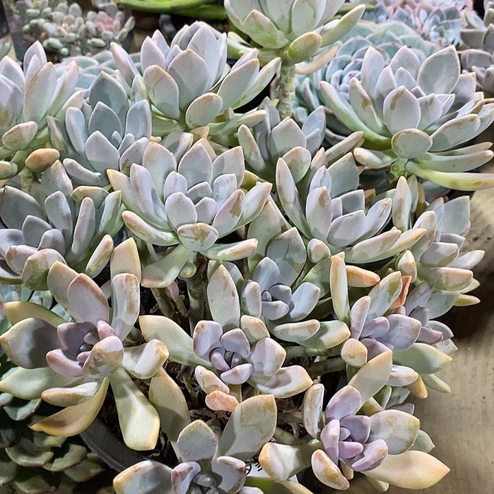 一***能小七夕多肉冬美人84