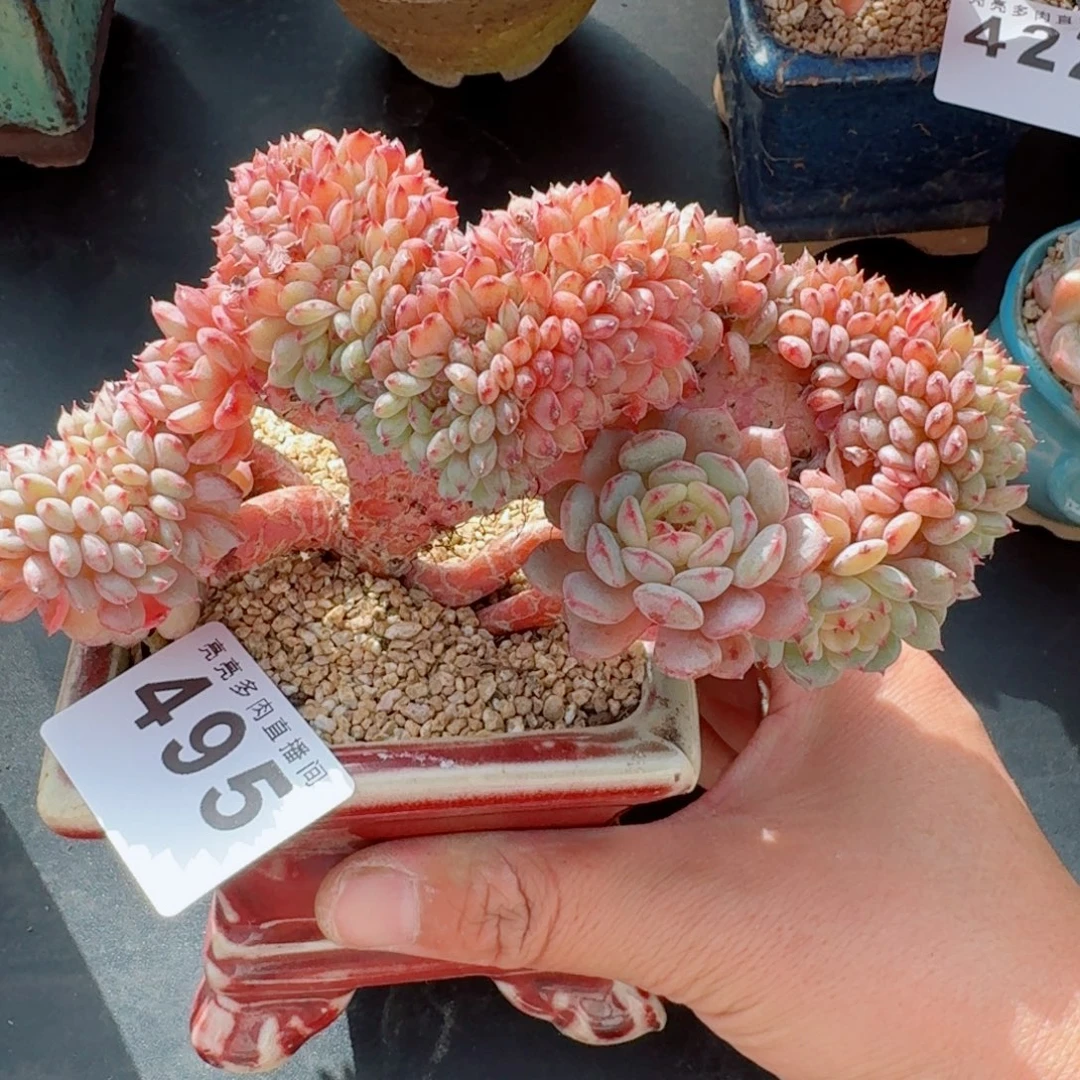 白胖子缀化      愿你一路坦途，乘风破浪展宏图