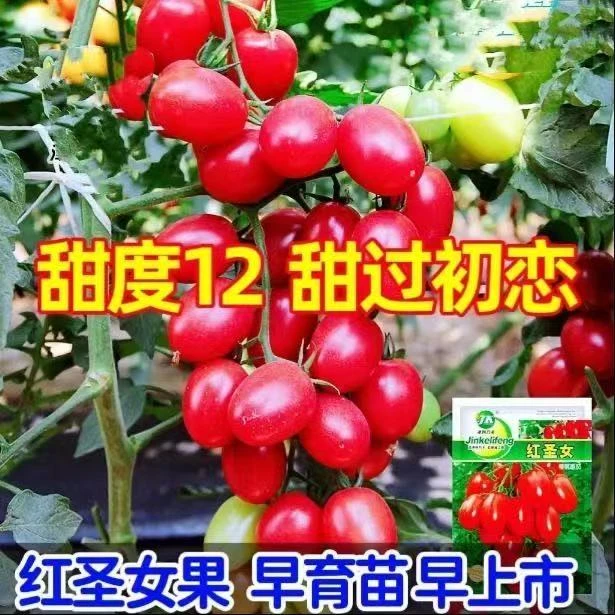 矮生盆栽番茄种子蔬菜种孑苗早熟小西红柿农家四季春阳台水果种子