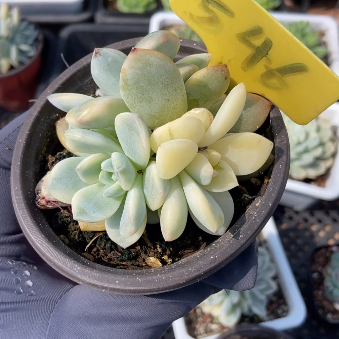 546梦露锦多肉植物保护