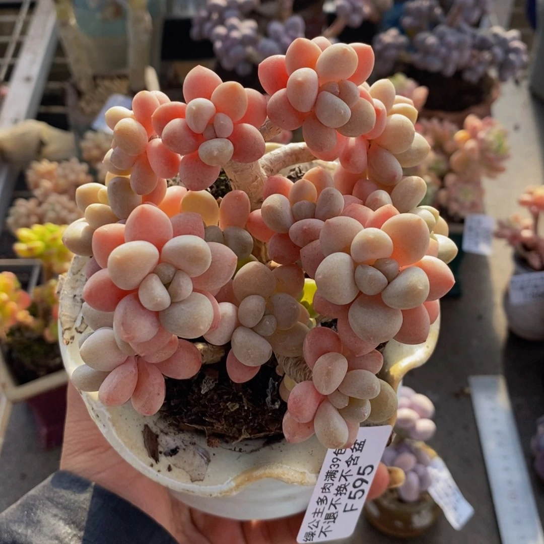 鱼子酱595/10c m的肉