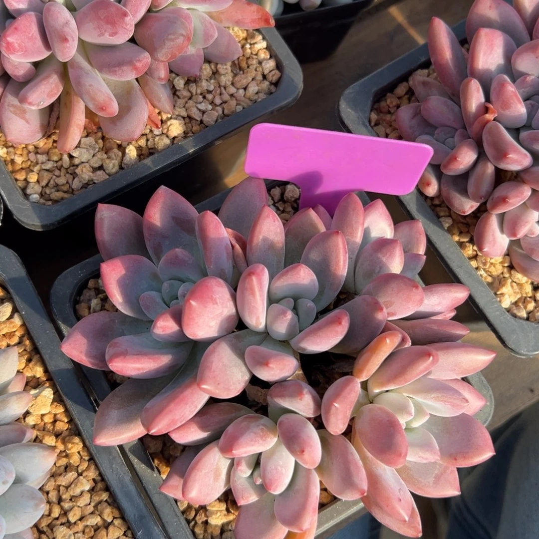 奥普琳娜1111111111111111