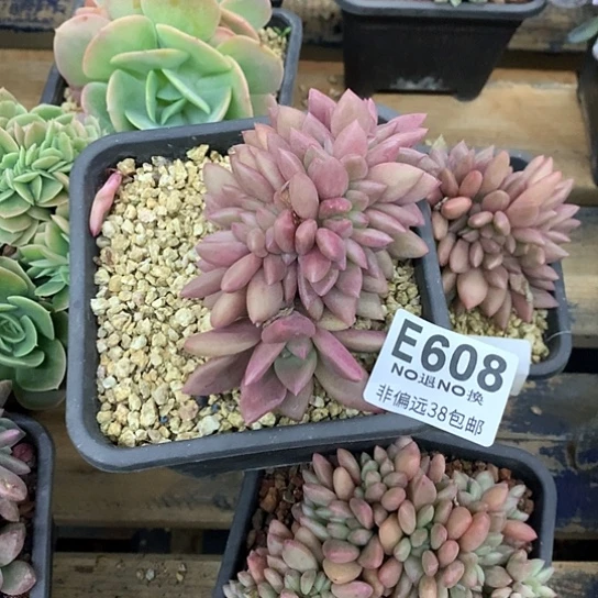 迎***翔桃花源缀化608 亏本处理退款拉黑需延时发货