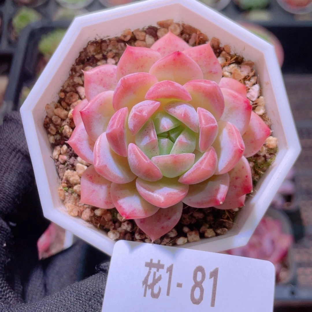 花利美1-81精选糖心