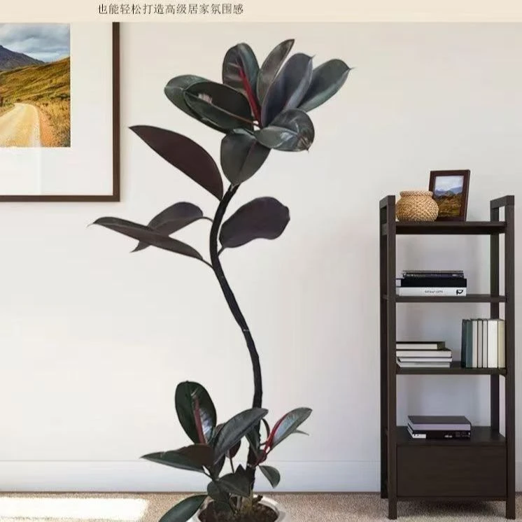 【优雅造型】黑金刚橡皮树造型植物盆栽老桩造型客厅办公室懒人除