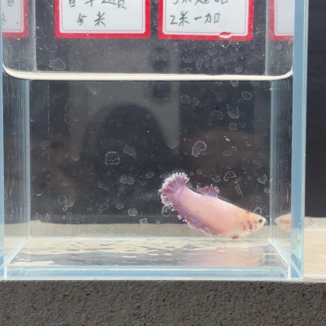 海水鱼鱼万泽水族