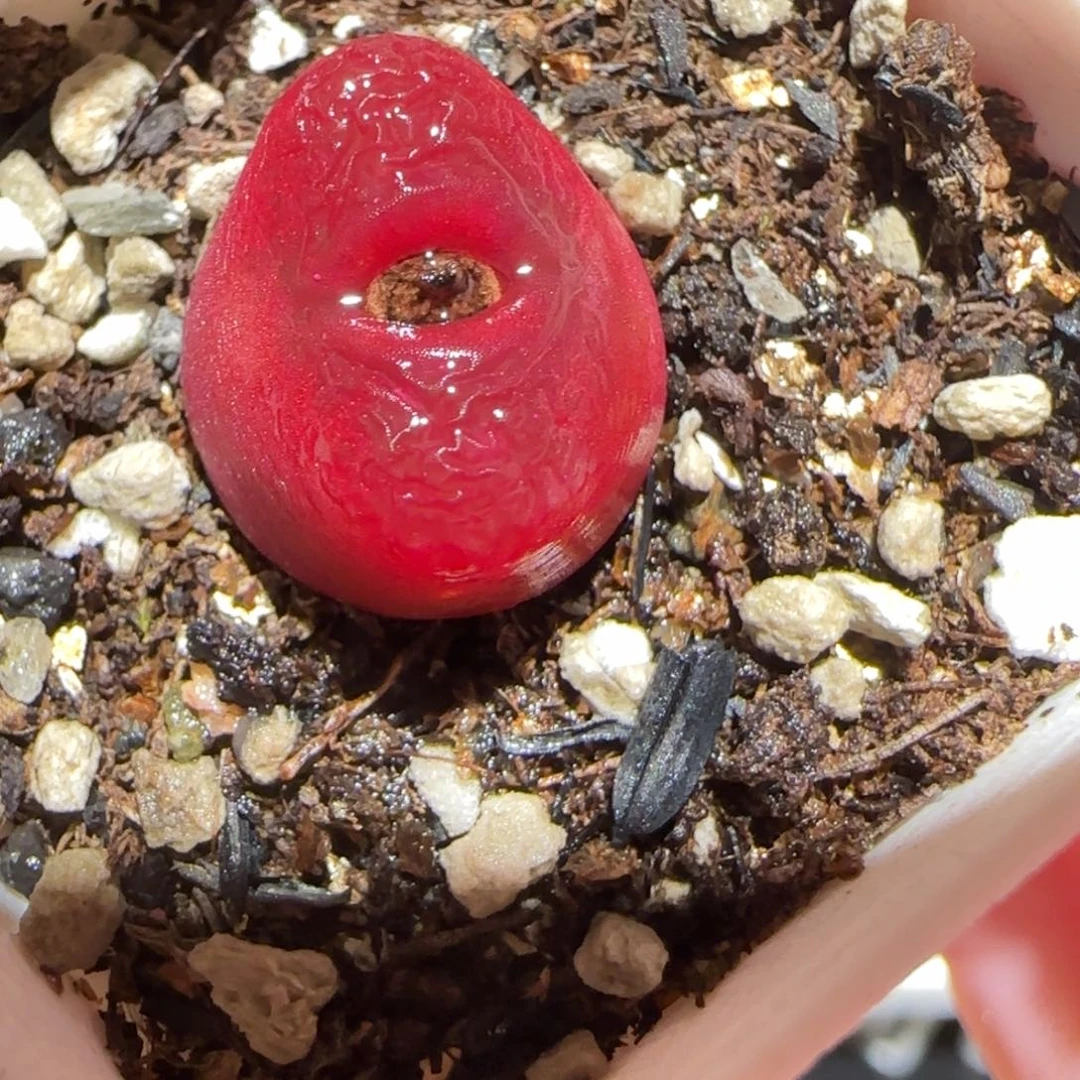 肉锥多肉植物百科-1430.5、1426