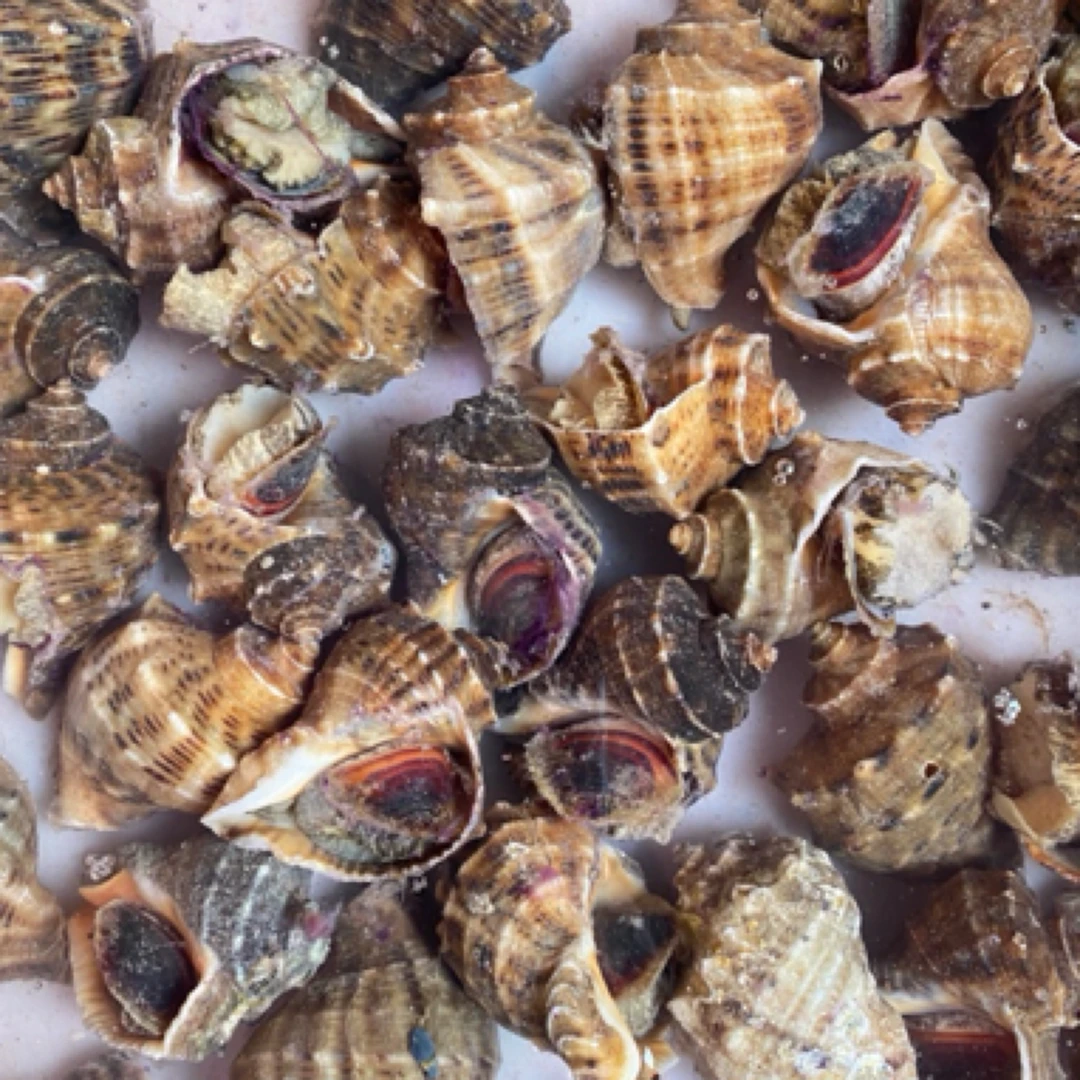 海螺2斤（肉质鲜肥嫩美，每斤8只左右）