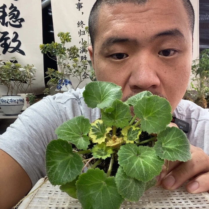 无花朵退款拉黑拉黑15