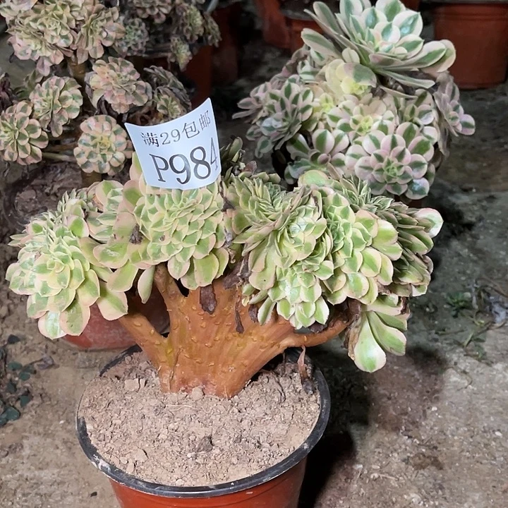 984万白缀多肉植物