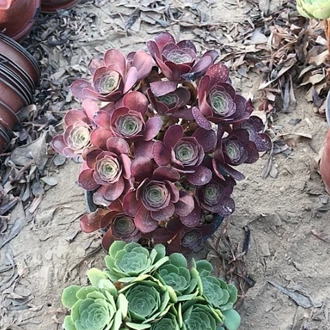 张*梅魅金玫瑰十绿玫瑰10