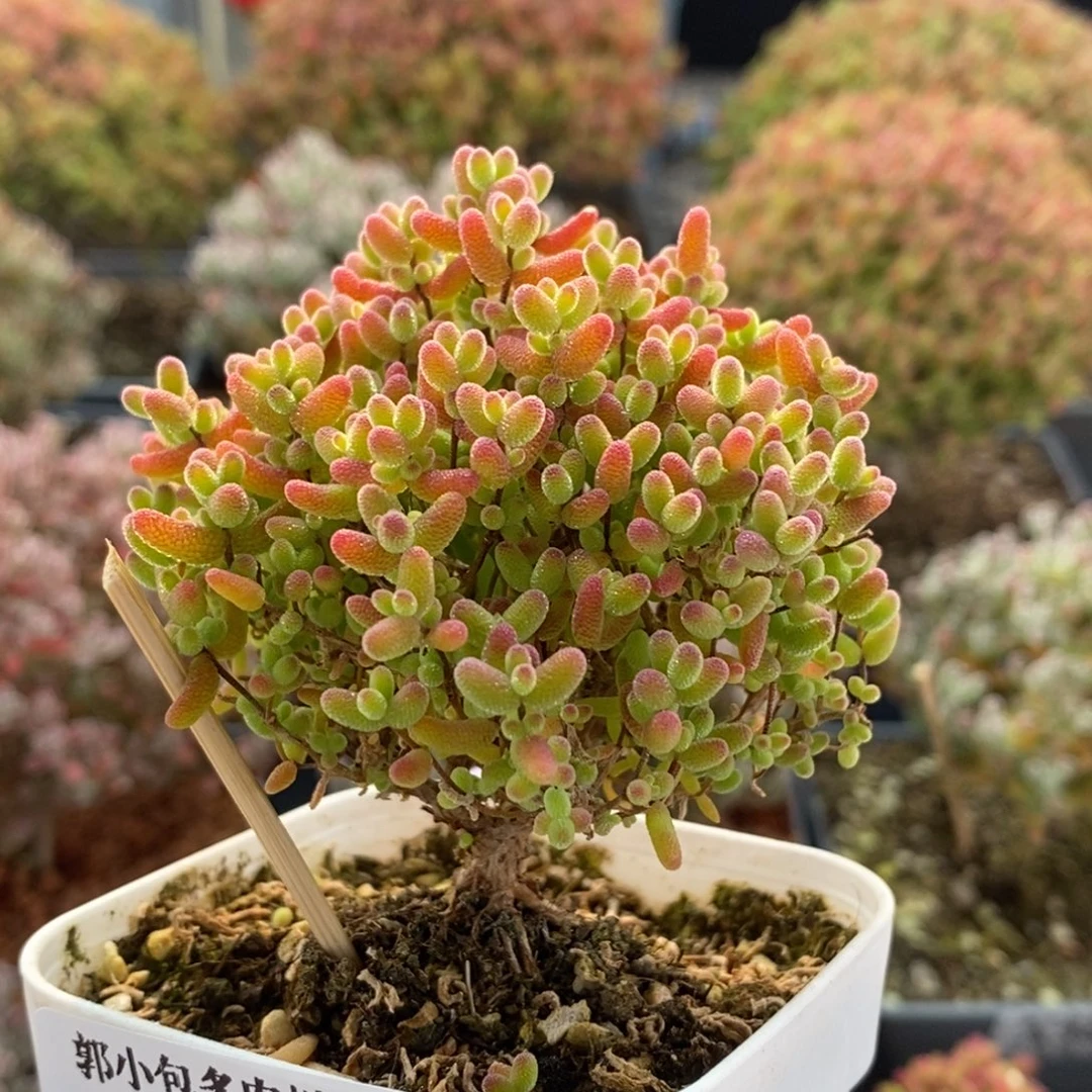 蜜橘糖球3657枝干番杏