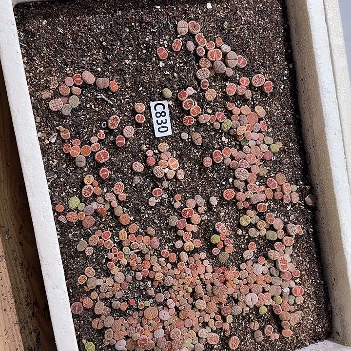 生830石花整筐脱土发货不售后