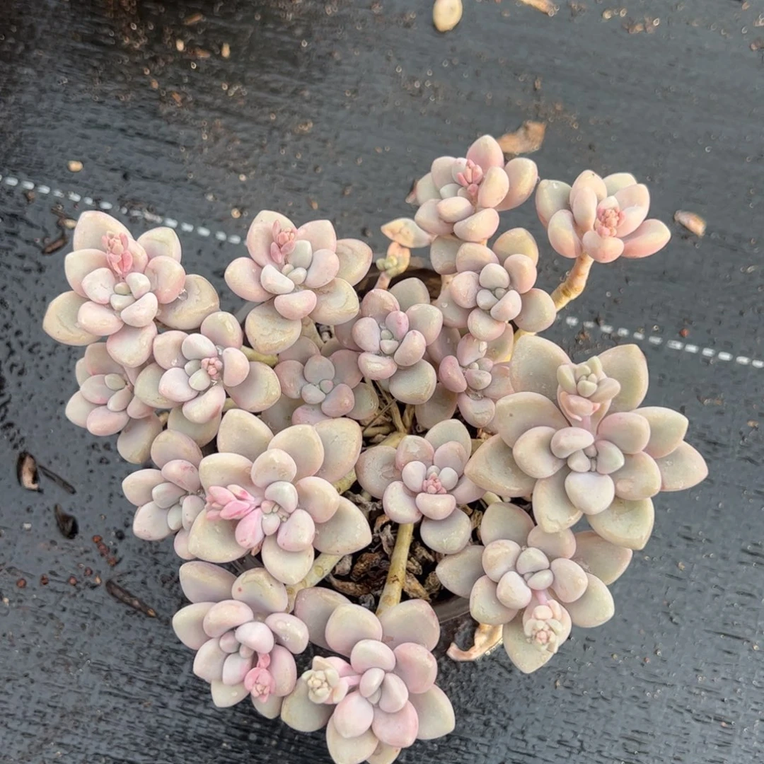 艾伦多肉植物两盆