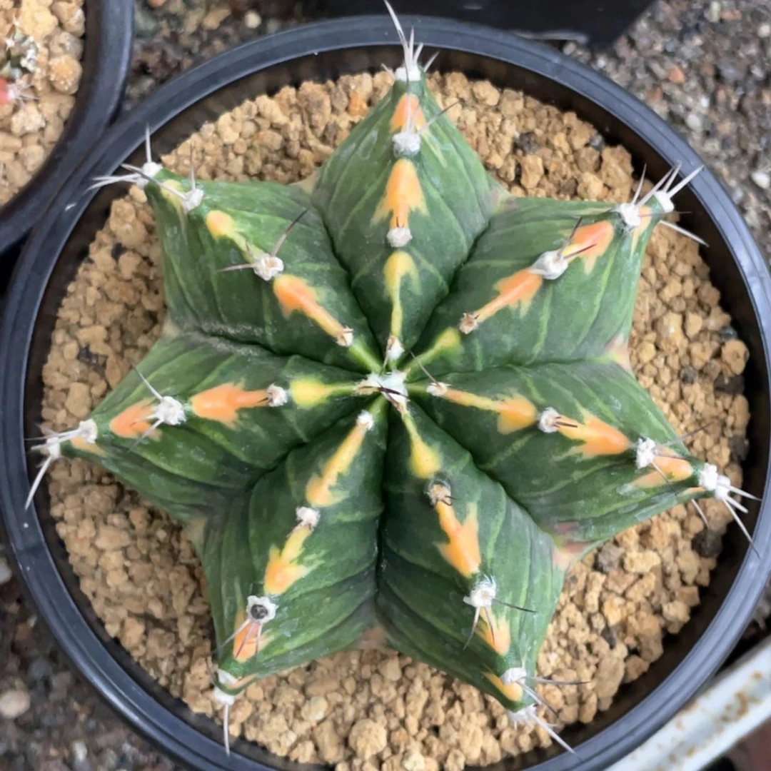 当前无花朵，栽培后可花朵黄臀，规律棱背箭头V