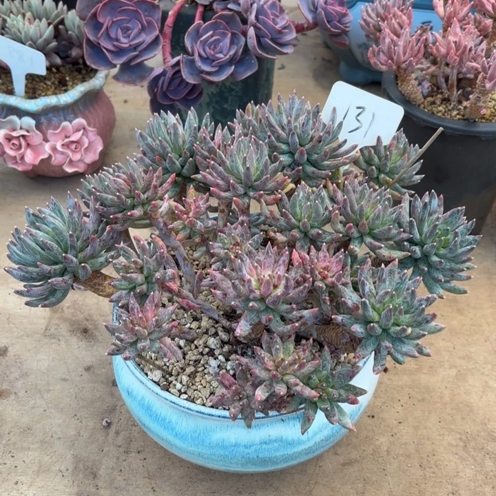 多肉植物，炫彩星131号