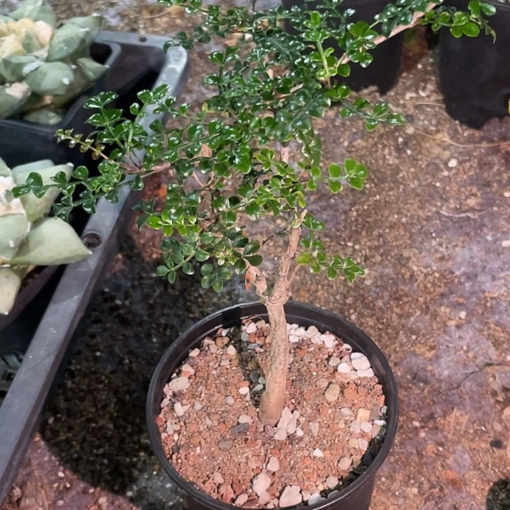 列加漆树实生块根