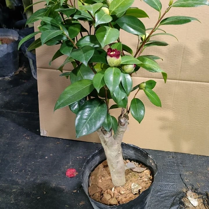 273毛缘，原盆原土发货了