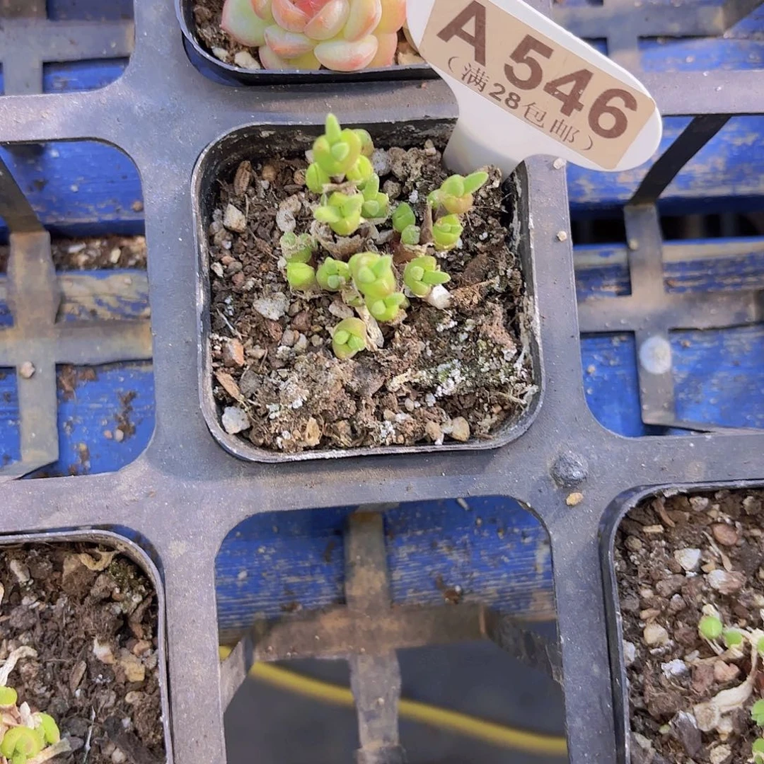 A546短耳兔一物一拍