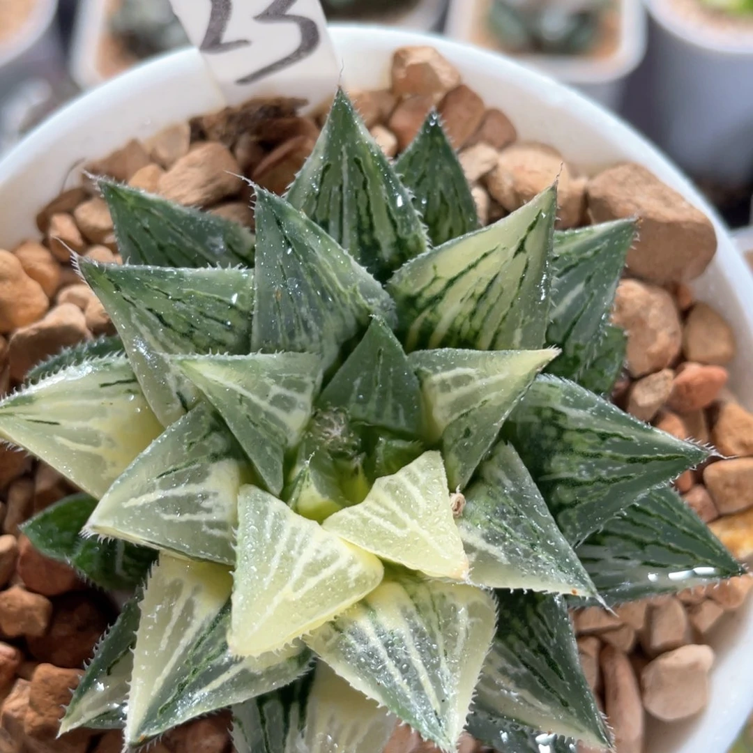 23雪粒锦。